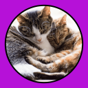 İndir  Katzen Clicker Training Light
