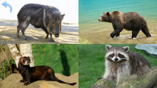 İndir Animals for Kids Öğrenme Android için Ekran görüntüsü 6