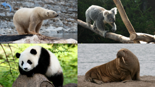 İndir Animals for Kids Öğrenme Android için Ekran görüntüsü 7