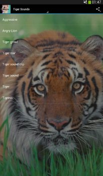 İndir Cats sounds Müzik ve Ses Android için Ekran görüntüsü 3