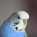 İndir  Appp.io - Parakeet Sesler