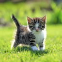 İndir  Cat Live Wallpaper