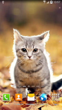 İndir Cat Live Wallpaper Özelleştirme Android için