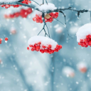 İndir  Beautiful Winter Live Wallpape