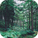İndir  Forest Wallpapers HD (backgrounds & themes)