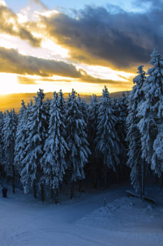 İndir Forest Wallpapers HD (backgrounds & themes) Özelleştirme Android için Ekran görüntüsü 2