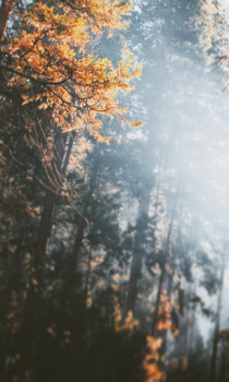 İndir Forest Wallpapers HD (backgrounds & themes) Özelleştirme Android için Ekran görüntüsü 3