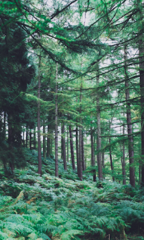 İndir Forest Wallpapers HD (backgrounds & themes) Özelleştirme Android için Ekran görüntüsü 4