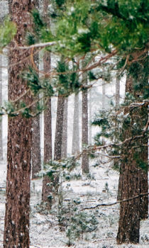 İndir Forest Wallpapers HD (backgrounds & themes) Özelleştirme Android için Ekran görüntüsü 5