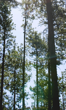 İndir Forest Wallpapers HD (backgrounds & themes) Özelleştirme Android için Ekran görüntüsü 6