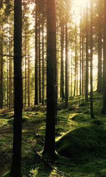 İndir Forest Wallpapers HD (backgrounds & themes) Özelleştirme Android için Ekran görüntüsü 7
