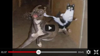 İndir Funny Animal Videos: Cats Dogs Eğlence Android için Ekran görüntüsü 2