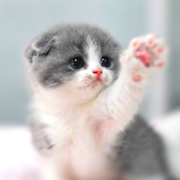 Logo Cat Wallpapers HD Cute