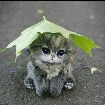 İndir Cat Wallpapers HD Cute Özelleştirme Android için