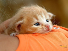 İndir Cat Wallpapers HD Cute Özelleştirme Android için Ekran görüntüsü 2
