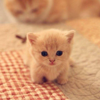 İndir Cat Wallpapers HD Cute Özelleştirme Android için Ekran görüntüsü 3