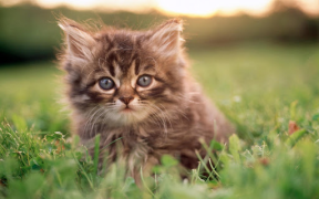 İndir Cat Wallpapers HD Cute Özelleştirme Android için Ekran görüntüsü 4
