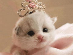 İndir Cat Wallpapers HD Cute Özelleştirme Android için Ekran görüntüsü 5