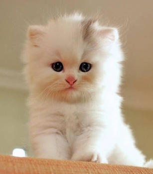 İndir Cat Wallpapers HD Cute Özelleştirme Android için Ekran görüntüsü 6