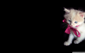 İndir Cat Wallpapers HD Cute Özelleştirme Android için Ekran görüntüsü 7