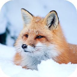 Logo Fox Wallpaper HD: backgrounds & themes