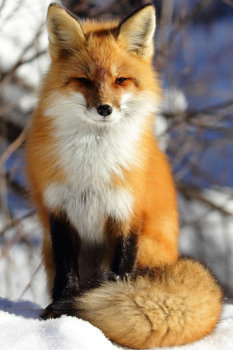 İndir Fox Wallpaper HD: backgrounds & themes Özelleştirme Android için