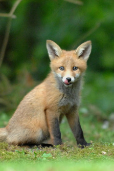 İndir Fox Wallpaper HD: backgrounds & themes Özelleştirme Android için Ekran görüntüsü 2