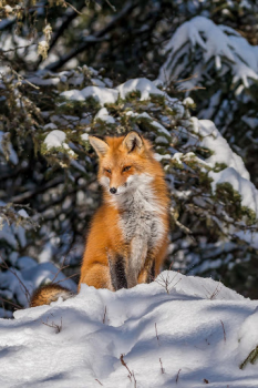 İndir Fox Wallpaper HD: backgrounds & themes Özelleştirme Android için Ekran görüntüsü 3