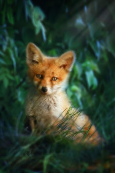 İndir Fox Wallpaper HD: backgrounds & themes Özelleştirme Android için Ekran görüntüsü 4