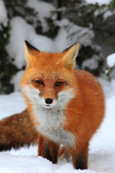 İndir Fox Wallpaper HD: backgrounds & themes Özelleştirme Android için Ekran görüntüsü 5