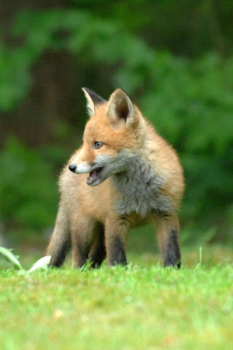İndir Fox Wallpaper HD: backgrounds & themes Özelleştirme Android için Ekran görüntüsü 6