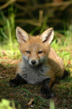 İndir Fox Wallpaper HD: backgrounds & themes Özelleştirme Android için Ekran görüntüsü 7