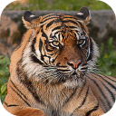 İndir  Tiger Wallpapers HD (backgrounds & themes)