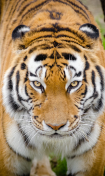 İndir Tiger Wallpapers HD (backgrounds & themes) Özelleştirme Android için