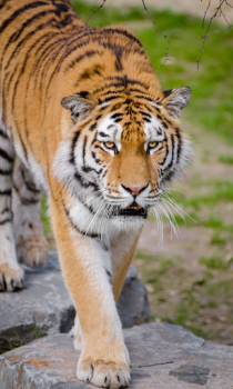 İndir Tiger Wallpapers HD (backgrounds & themes) Özelleştirme Android için Ekran görüntüsü 2