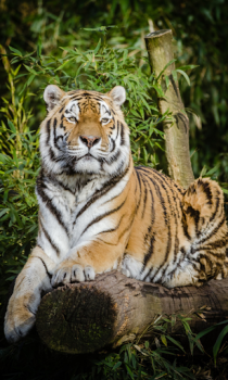İndir Tiger Wallpapers HD (backgrounds & themes) Özelleştirme Android için Ekran görüntüsü 3