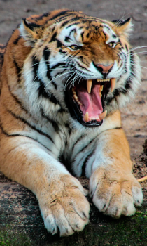 İndir Tiger Wallpapers HD (backgrounds & themes) Özelleştirme Android için Ekran görüntüsü 4