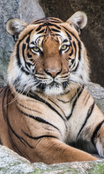 İndir Tiger Wallpapers HD (backgrounds & themes) Özelleştirme Android için Ekran görüntüsü 5