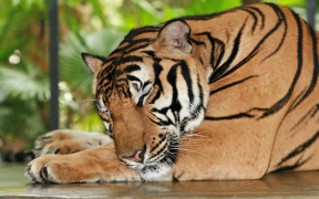 İndir Tiger Wallpapers HD (backgrounds & themes) Özelleştirme Android için Ekran görüntüsü 6