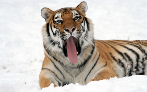 İndir Tiger Wallpapers HD (backgrounds & themes) Özelleştirme Android için Ekran görüntüsü 7