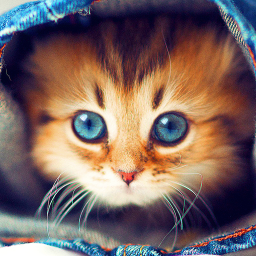Logo Sevimli Kedi Duvar Kağıtları