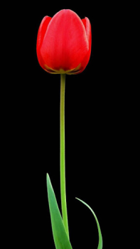 İndir Dark Theme Wallpapers - Dark B Özelleştirme Android için Ekran görüntüsü 4