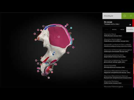 İndir Anatomyka - 3D Anatomy Atlas Tıp Android için Ekran görüntüsü 8