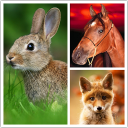 İndir  Animals LIve Wallpaper