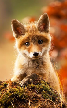 İndir Animals LIve Wallpaper Özelleştirme Android için Ekran görüntüsü 2