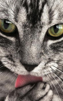 İndir Animals LIve Wallpaper Özelleştirme Android için Ekran görüntüsü 3