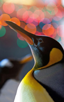İndir Animals LIve Wallpaper Özelleştirme Android için Ekran görüntüsü 6