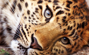 İndir Animals LIve Wallpaper Özelleştirme Android için Ekran görüntüsü 7