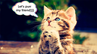 İndir Cat translator. Cat sounds. Meow joke Eğlence Android için