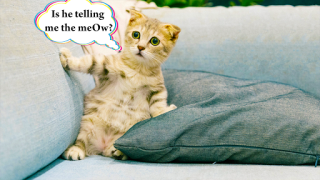 İndir Cat translator. Cat sounds. Meow joke Eğlence Android için Ekran görüntüsü 2